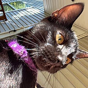Luna joined the competition — help win amazing prizes! cat, black_cat, collar, pet, animal, outdoor, house, window, siding, tree, sunlight, whiskers, ears, closeup, curious, fur, portrait, daylight, person_arm, purple_collar