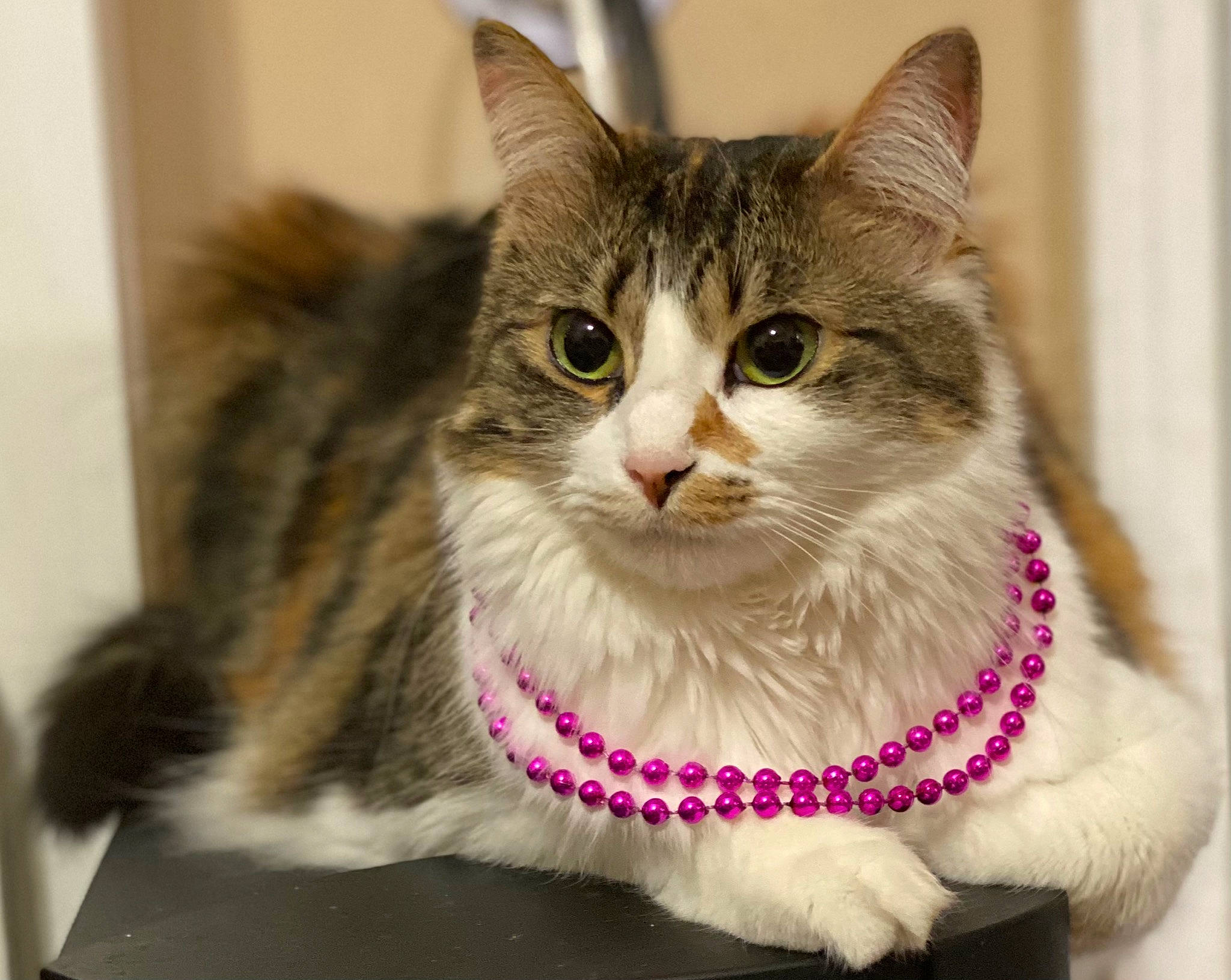 Kyo joined the competition — help win amazing prizes! art, carnivore, cat, cat_furniture, cat_supply, claw, collar, domestic_short_haired_cat, eye, fang, felidae, fur, paw, small_to_medium_sized_cats, snout, terrestrial_animal, tree, whiskers, window