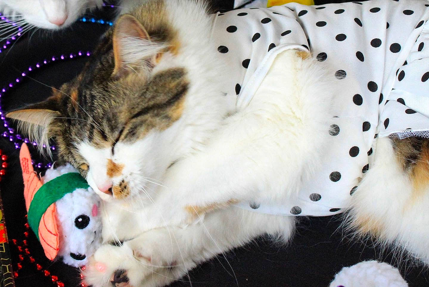 Kyo joined the competition — help win amazing prizes! carnivore, cat, claw, domestic_short_haired_cat, event, fawn, felidae, fur, grass, organism, pattern, paw, plant, small_to_medium_sized_cats, snout, tail, terrestrial_animal, toy, whiskers