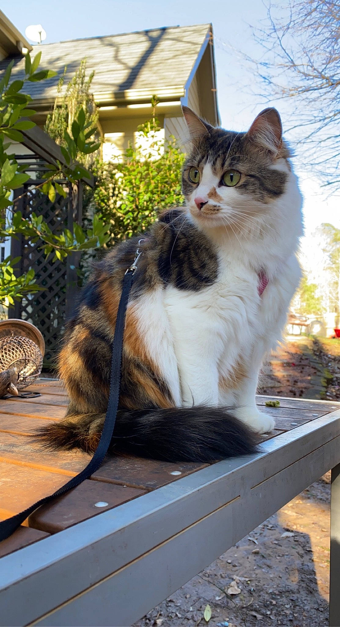 Kyo joined the competition — help win amazing prizes! carnivore, cat, domestic_short_haired_cat, fawn, felidae, flowerpot, fur, grass, outdoor_furniture, plant, sitting, sky, small_to_medium_sized_cats, snout, street, tail, tree, trunk, whiskers, wood