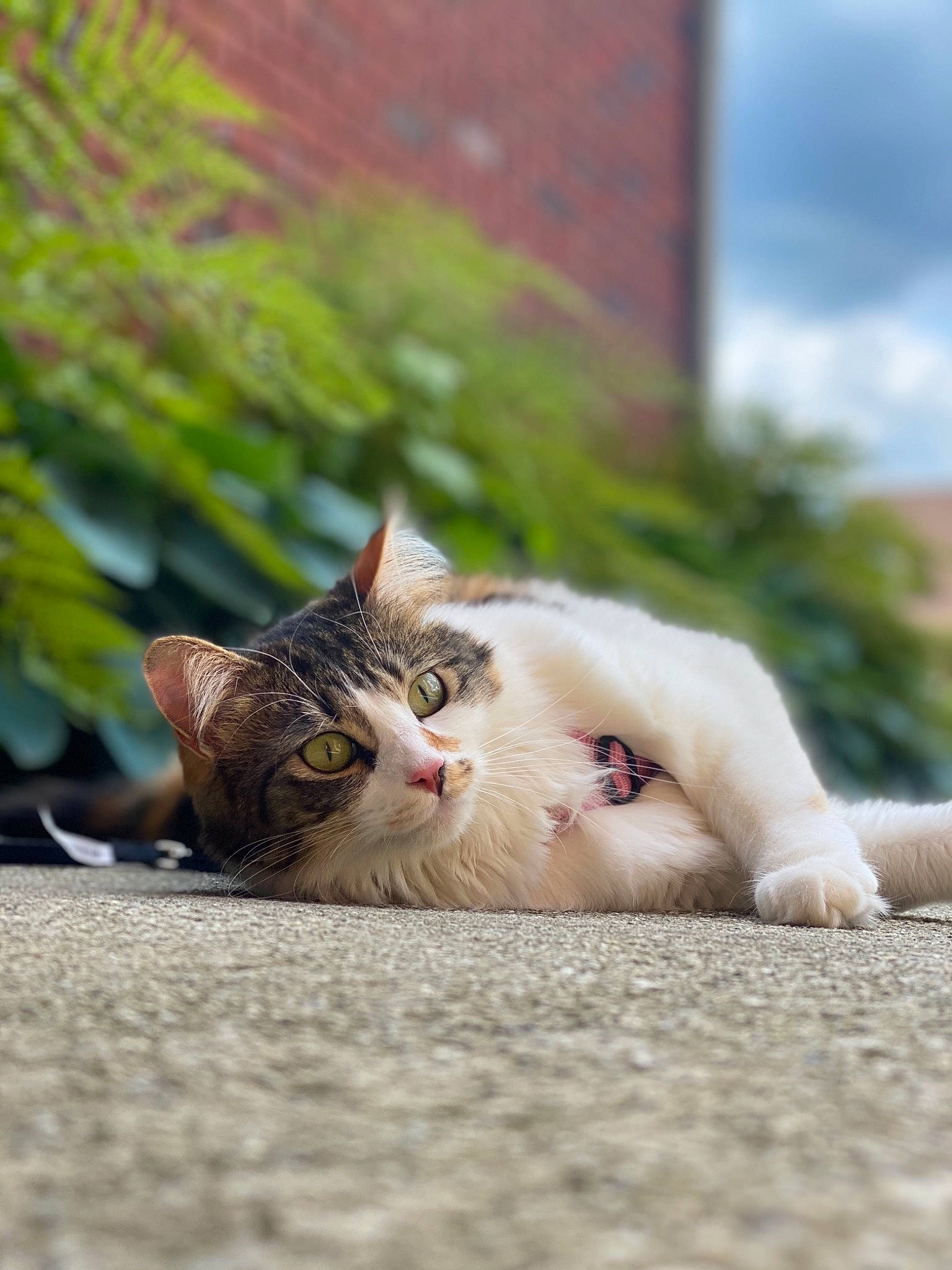 Kyo joined the competition — help win amazing prizes! carnivore, cat, claw, comfort, domestic_short_haired_cat, fawn, felidae, foot, fur, grass, paw, plant, road_surface, sitting, small_to_medium_sized_cats, snout, tail, tree, whiskers, wood