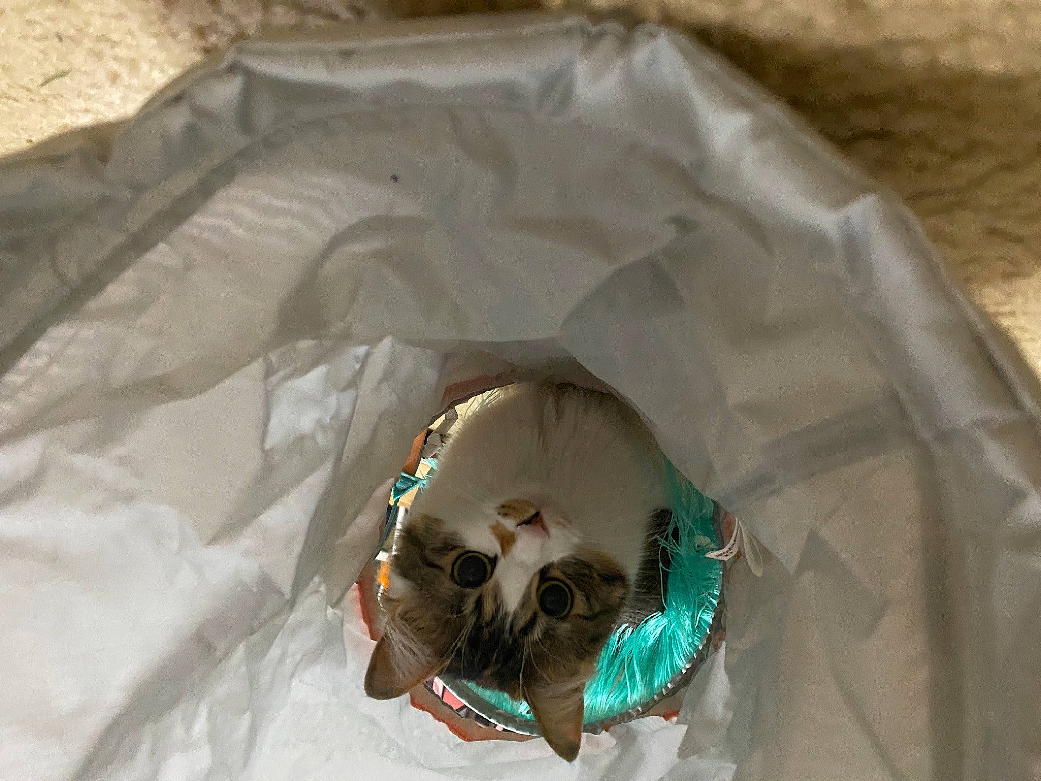 Kyo joined the competition — help win amazing prizes! bag, carnivore, circle, comfort, companion_dog, dog_breed, dog_supply, fawn, felidae, fur, linens, natural_material, packing_materials, paper_product, pet_supply, plastic, plastic_bag, sporting_group, terrestrial_animal, toy