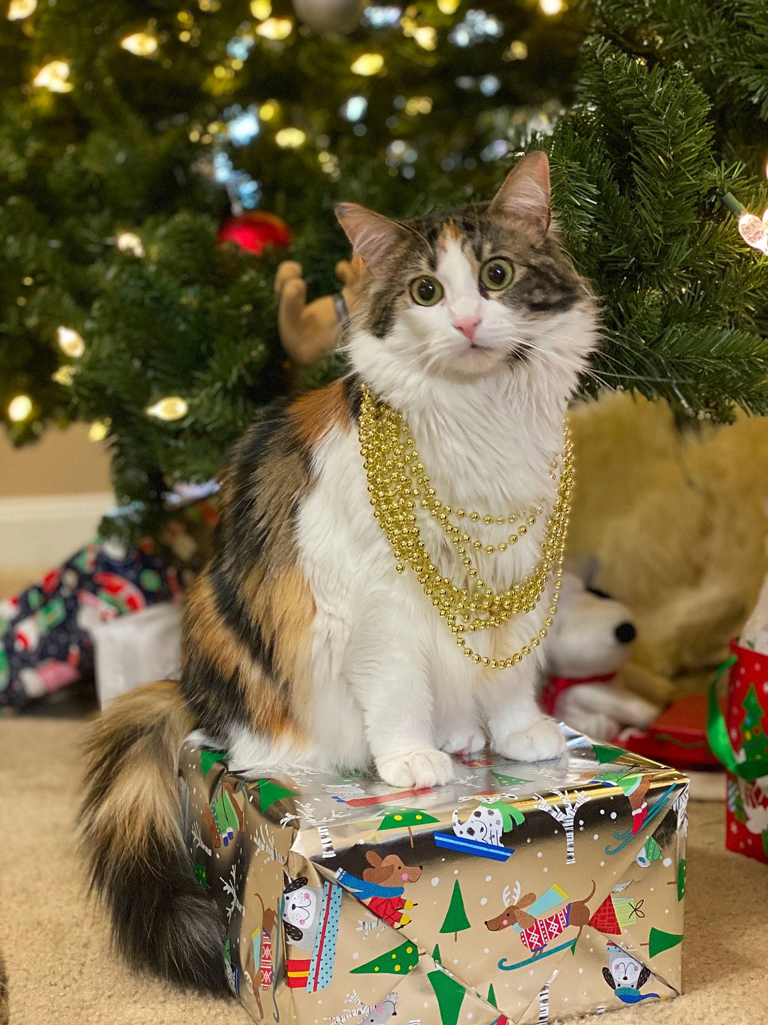 Tori joined the competition — help win amazing prizes! carnivore, cat, christmas, christmas_decoration, christmas_ornament, christmas_tree, event, fawn, felidae, fur, green, holiday, holiday_ornament, light, ornament, plant, small_to_medium_sized_cats, tree, whiskers, white