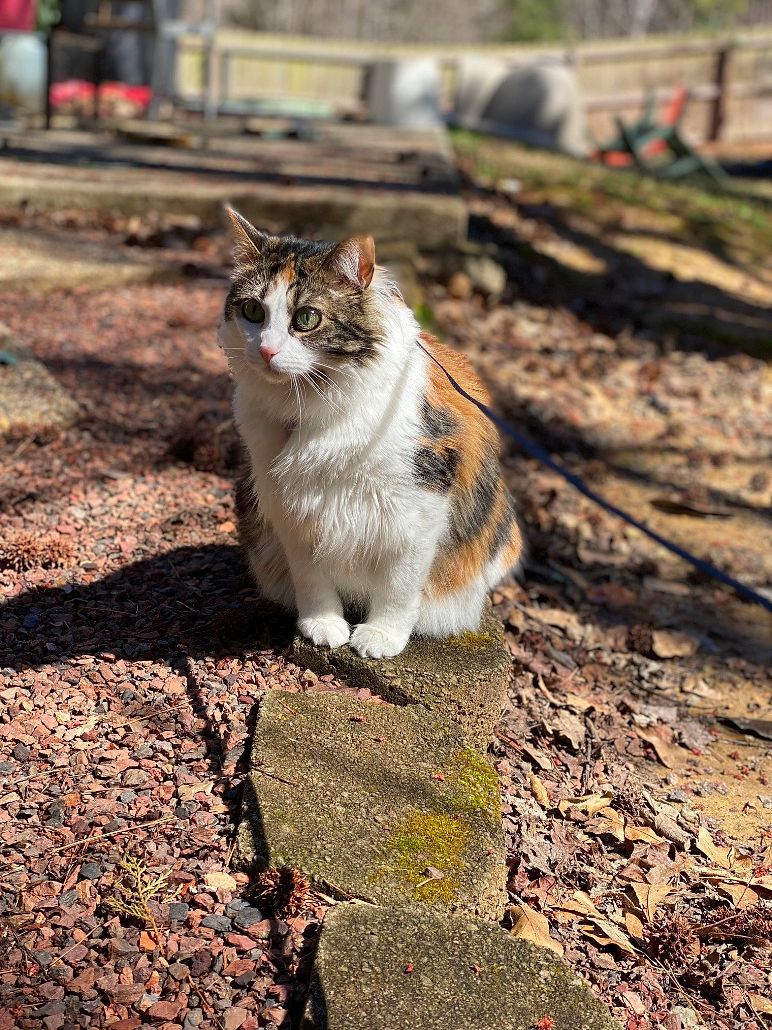 Tori is registered to the contest to win money with this photo: asphalt, carnivore, cat, domestic_short_haired_cat, fawn, felidae, fur, grass, leaf, plant, road, road_surface, shadow, sitting, small_to_medium_sized_cats, soil, tail, tree, whiskers, wood