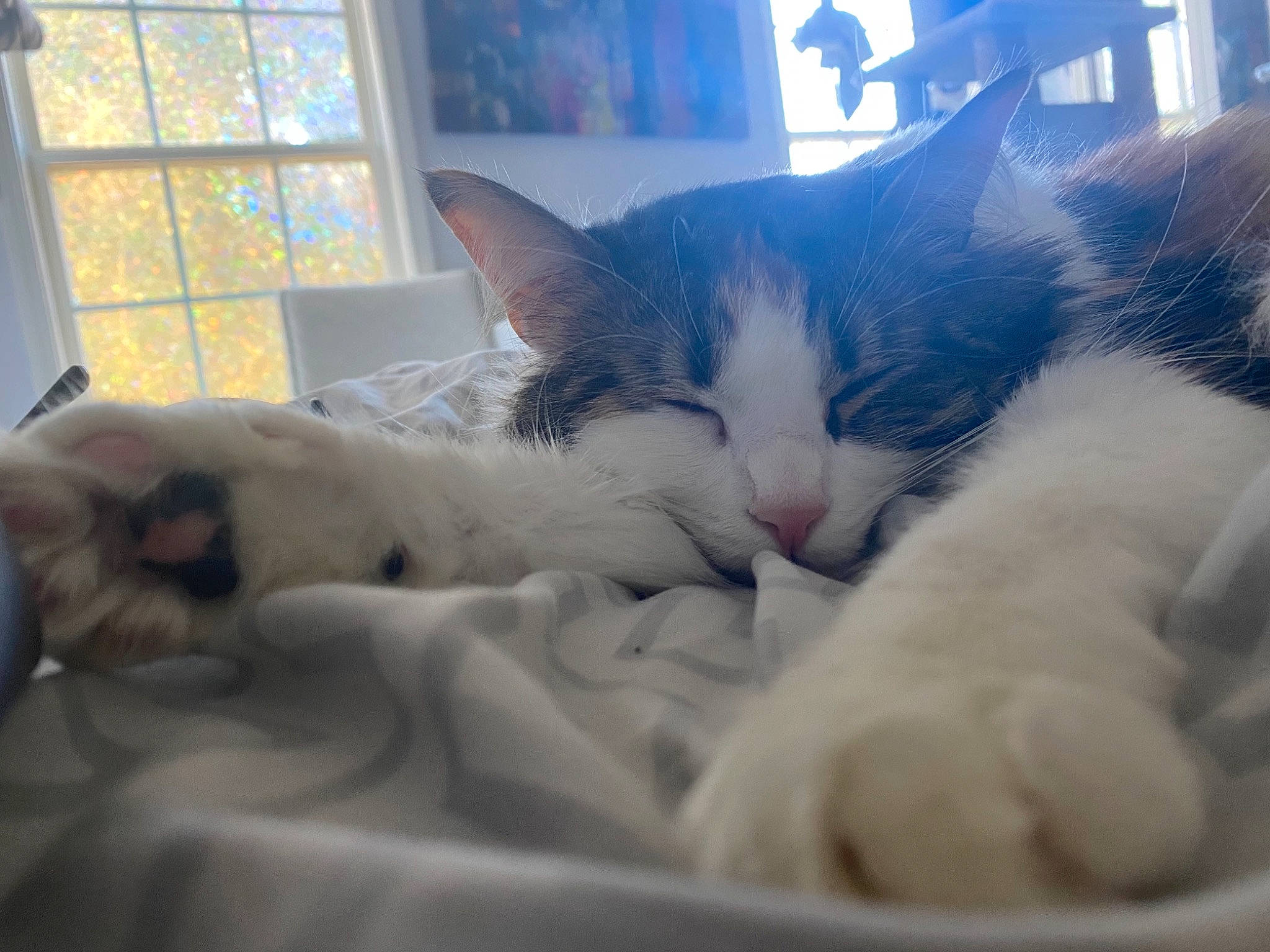 Tori joined the competition — help win amazing prizes! carnivore, cat, claw, cloud, comfort, domestic_short_haired_cat, eye, felidae, fur, linens, love, nap, paw, sky, sleep, small_to_medium_sized_cats, snout, tail, whiskers, window