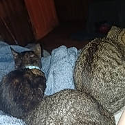 Skye joined the competition — help win amazing prizes! cat, cats, feline, pet, animal, tabby, fur, blanket, indoor, cozy, sleeping, resting, back, closeup, soft, domestic, companion, warm, relaxation, multiple