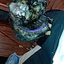 cat, tortoiseshell_cat, collar, bell, pet, indoor, wooden_wall, lap, person, furniture, blanket, fur, animal, domestic_animal, closeup, purple_collar, whiskers, ear, side_view, relaxing