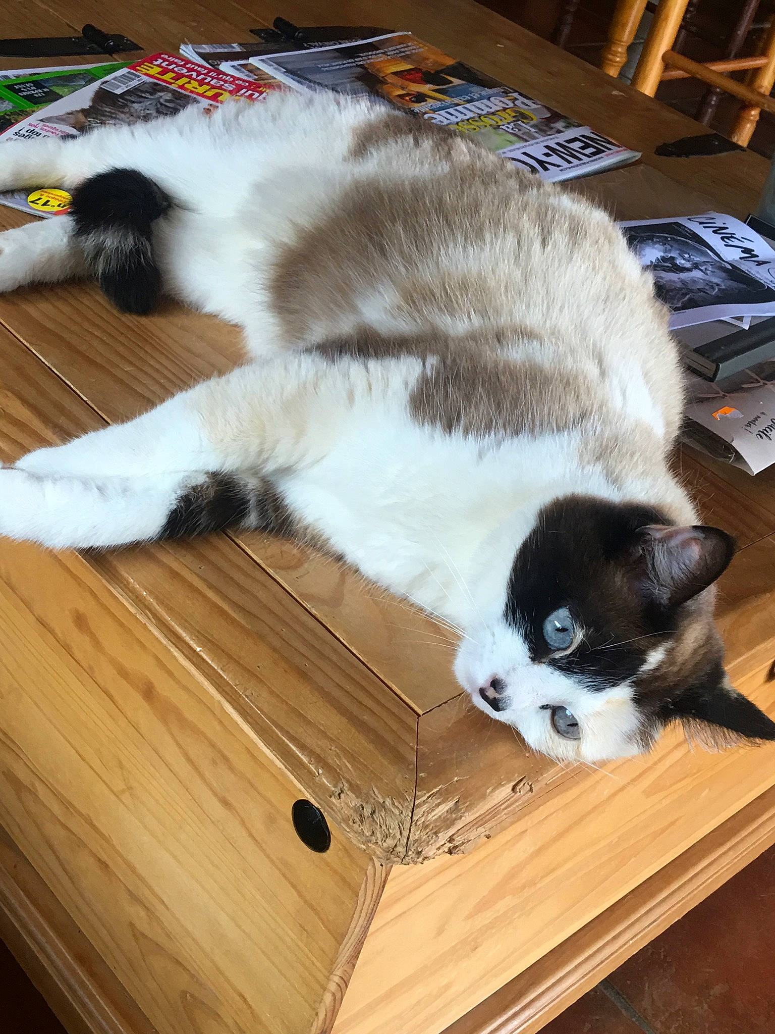 Chausette participe au concours pour gagner de l'argent avec cette photo : box, carnivore, cat, felidae, fur, kitten, small_to_medium_sized_cats, whiskers