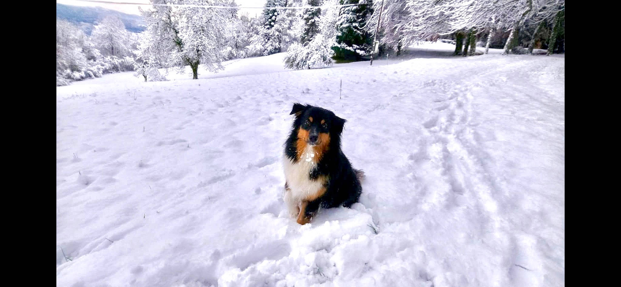 Pearl a rejoint le concours — aidez-le/la à gagner de superbes lots ! australian_shepherd, canidae, carnivore, collie, dog, dog_breed, english_shepherd, mammal, rough_collie, shetland_sheepdog, smooth_collie, snow, sporting_group, winter, working_dog