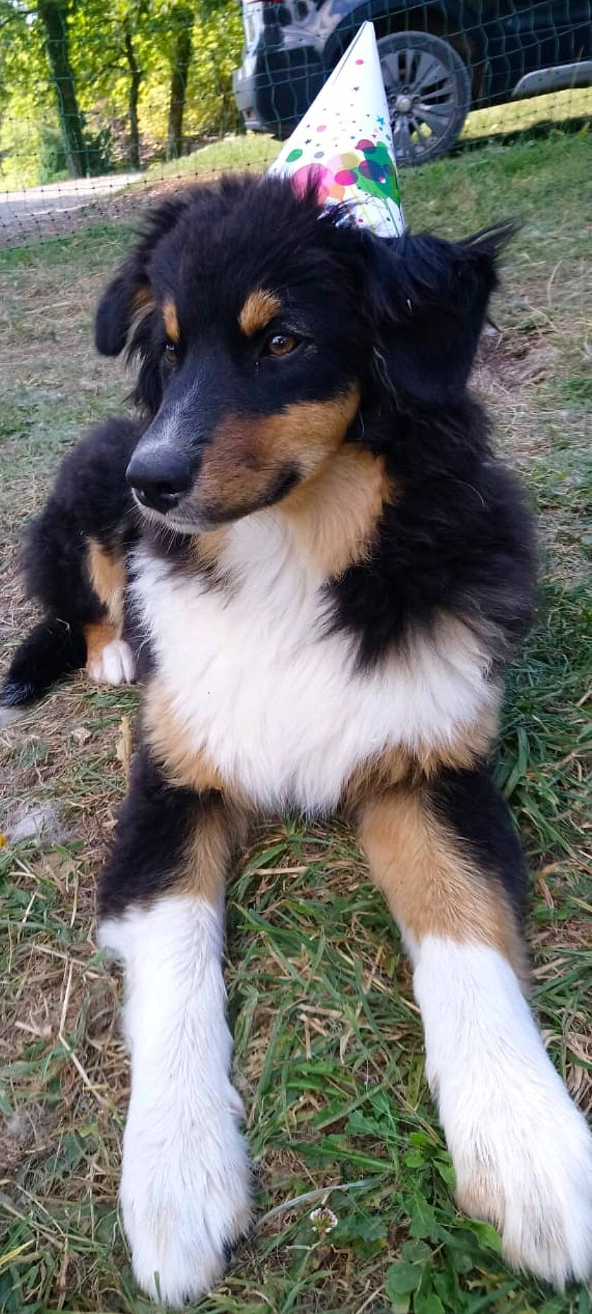 Pearl a rejoint le concours — aidez-le/la à gagner de superbes lots ! australian_collie, australian_shepherd, border_collie, canidae, carnivore, companion_dog, dog, dog_breed, english_shepherd, herding_dog, mammal, miniature_australian_shepherd, puppy, rare_breed_dog, rough_collie, scotch_collie, smooth_collie, sporting_group, vertebrate, welsh_sheepdog