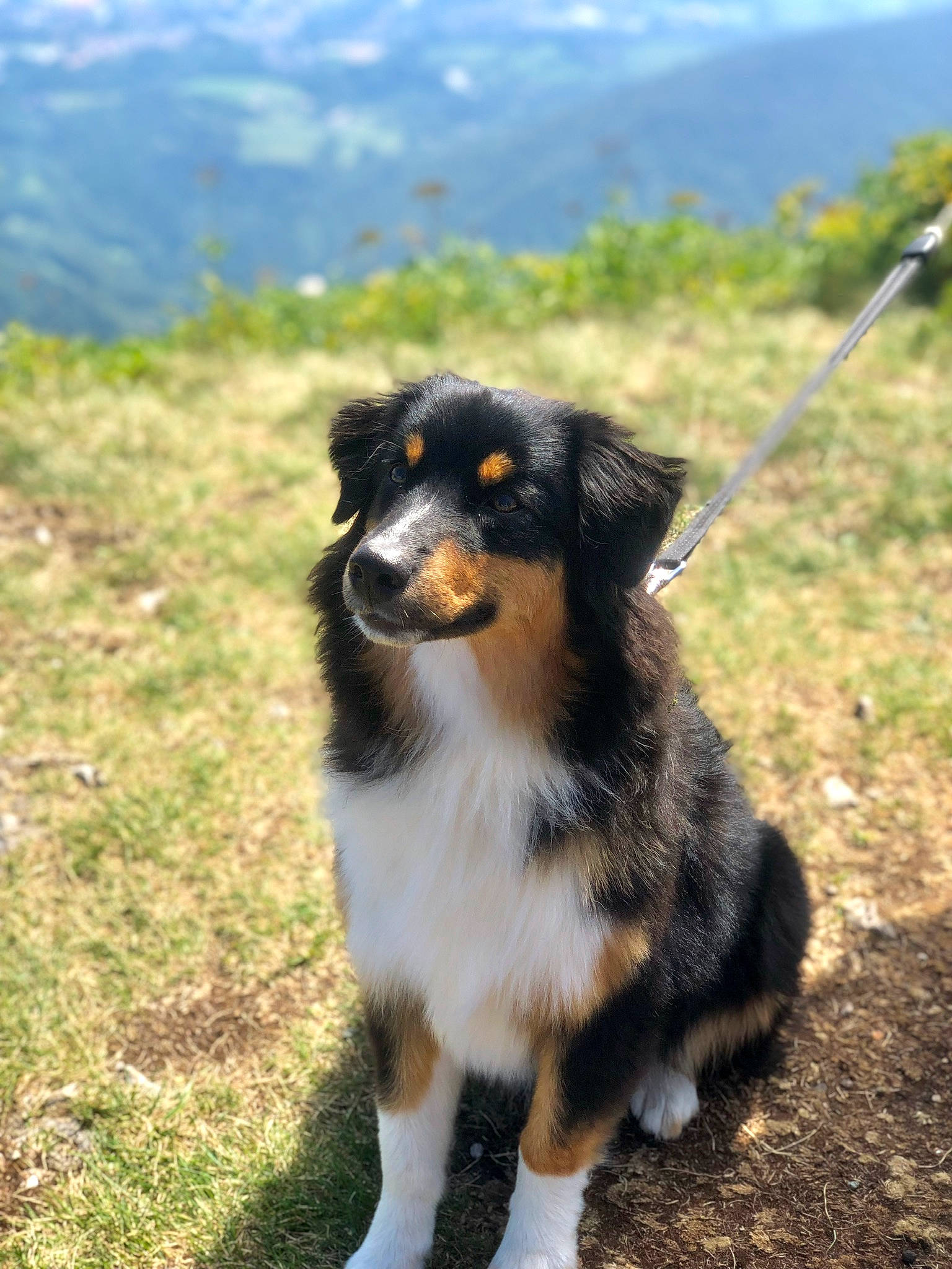 Pearl a rejoint le concours — aidez-le/la à gagner de superbes lots ! australian_collie, australian_shepherd, canidae, carnivore, companion_dog, dog, dog_breed, english_shepherd, herding_dog, mammal, miniature_australian_shepherd, puppy, rare_breed_dog, small_greek_domestic_dog, sporting_group, vertebrate, welsh_sheepdog, working_dog