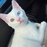 Snow Fuzz is registered to the contest to win money with this photo: cat, white_cat, heterochromia, blue_eye, amber_eye, pet, animal, feline, whiskers, cute, curious, indoor, car_interior, relaxed, portrait, closeup, fur, ears, animal_face, domestic_cat