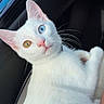 cat, white_cat, heterochromia, blue_eye, amber_eye, pet, animal, feline, whiskers, cute, curious, indoor, car_interior, relaxed, portrait, closeup, fur, ears, animal_face, domestic_cat