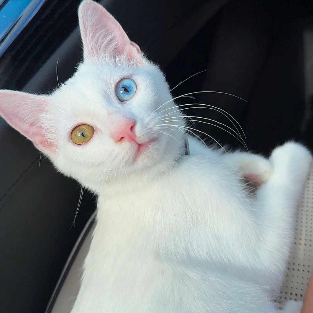 Snow Fuzz is registered to the contest to win money with this photo: cat, white_cat, heterochromia, blue_eye, amber_eye, pet, animal, feline, whiskers, cute, curious, indoor, car_interior, relaxed, portrait, closeup, fur, ears, animal_face, domestic_cat