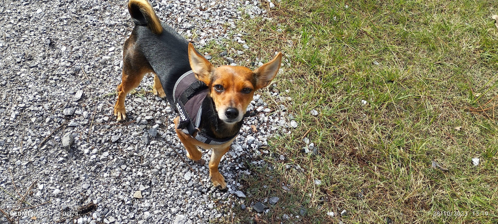 Kara a rejoint le concours — aidez-le/la à gagner de superbes lots ! adventure, ancient_dog_breeds, canidae, carnivore, companion_dog, dog, dog_breed, fawn, grass, hound, hunting_dog, paw, snout, sporting_group, street_dog, tail, terrestrial_animal, wildlife, working_animal, working_dog