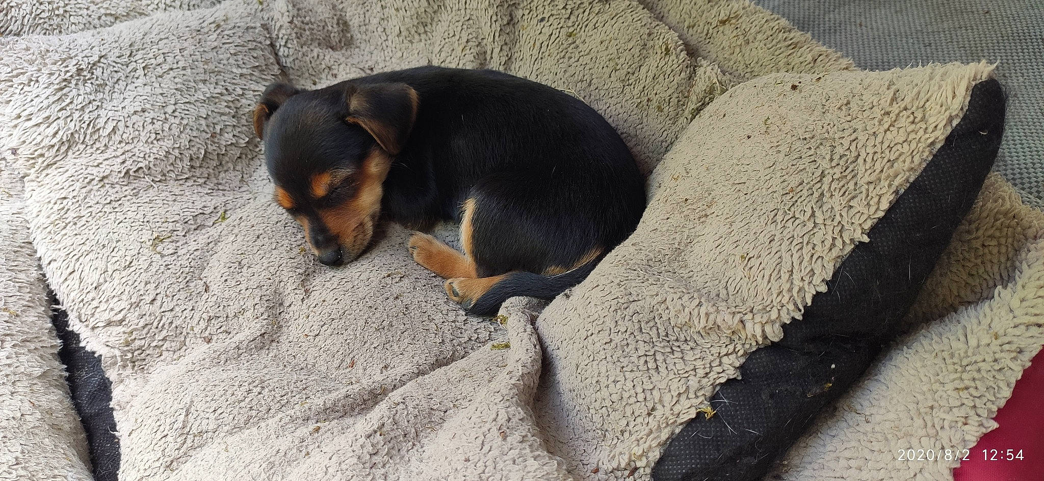 Kara a rejoint le concours — aidez-le/la à gagner de superbes lots ! asphalt, canidae, carnivore, companion_dog, dog, dog_breed, fawn, paw, road_surface, snout, sporting_group, tail, terrestrial_animal, working_animal, working_dog