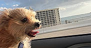 Lenny joined the competition — help win amazing prizes! building, car, clouds, daytime, dog, fur, happy, harness, leash, outdoor, pet, road, scenery, seat, sky, sunlight, tongue_out, transportation, travel, window