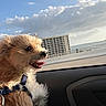 building, car, clouds, daytime, dog, fur, happy, harness, leash, outdoor, pet, road, scenery, seat, sky, sunlight, tongue_out, transportation, travel, window