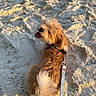 Lenny joined the competition — help win amazing prizes! animal, beach, canine, collar, companion, dog, fluffy, fur, happy, leash, nature, outdoor, paw, pet, playful, sand, smiling, summer, sunlight, walking