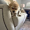 Lenny is registered to the contest to win money with this photo: animal, beige_couch, canine, carpet, cozy, curious, cute, dog, fluffy, fur, furniture, home, indoor, lamp, living_room, pet, pillows, resting, small_dog, wall_art