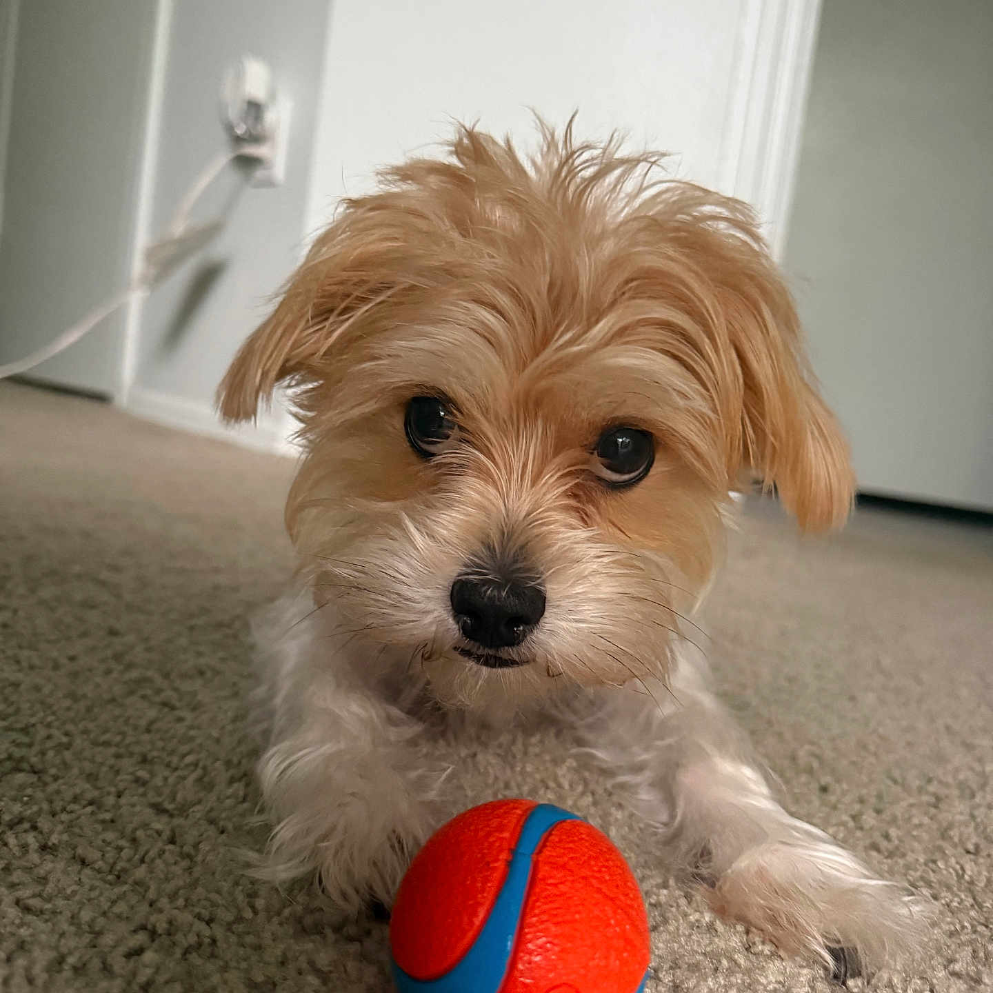 Lenny is registered to the contest to win money with this photo: animal, ball, brown, carpet, close_up, companion, cute, dog, domestic, floor, friendly, fur, house, indoor, looking, pet, playful, small_dog, toy, white