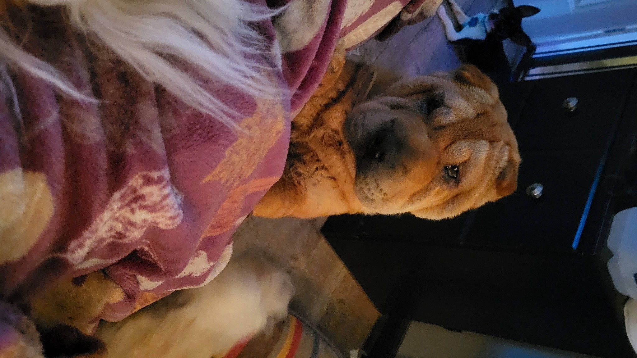 Sinamon is registered to the contest to win money with this photo: art, canidae, carnivore, companion_dog, dog, dog_breed, fawn, felidae, fur, landscape, peach, sculpture, snout, sporting_group, terrestrial_animal, tree, wood, working_animal, wrinkle