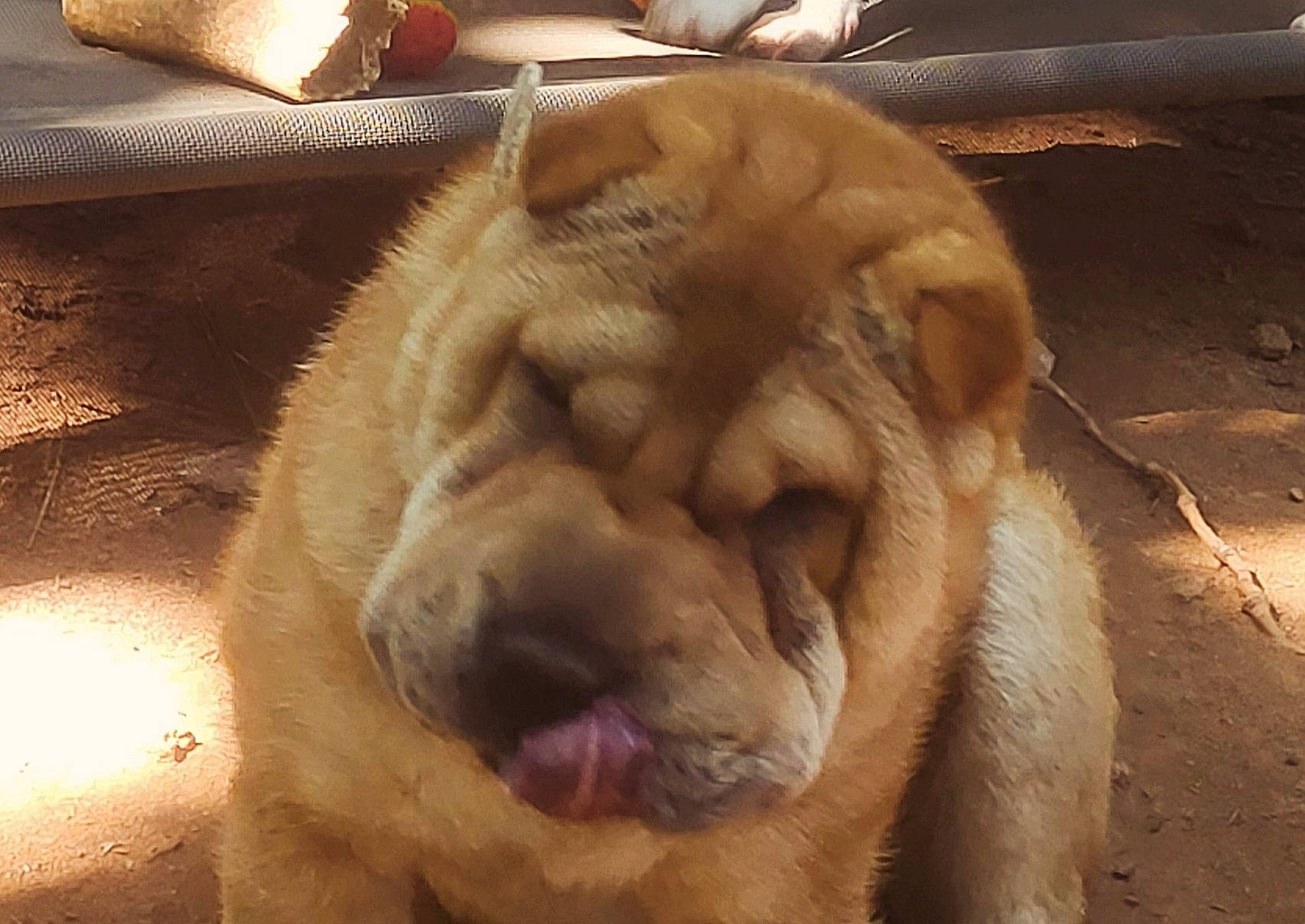 Sinamon joined the competition — help win amazing prizes! big_cats, canidae, carnivore, claw, companion_dog, dog, dog_breed, fang, felidae, foot, fur, ingredient, lion, paw, sporting_group, terrestrial_animal, whiskers, working_animal, wrinkle, yawn