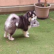 Aïko participe au concours pour gagner de l'argent avec cette photo : puppy, dog, grass, outdoor, plant, potted_plant, chewed_object, black_and_white, fur, pet, animal, cute, small_dog, fluffy, tail, ears, mouth, playful, background, nature