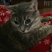 Twilight is registered to the contest to win money with this photo: cat, gray_tabby, close_up, eyes, whiskers, ears, paw, red_blanket, snowflake_pattern, furniture, bookshelf, dvd, wood_floor, indoor, pet, cozy, resting, curious, feline, domestic_cat