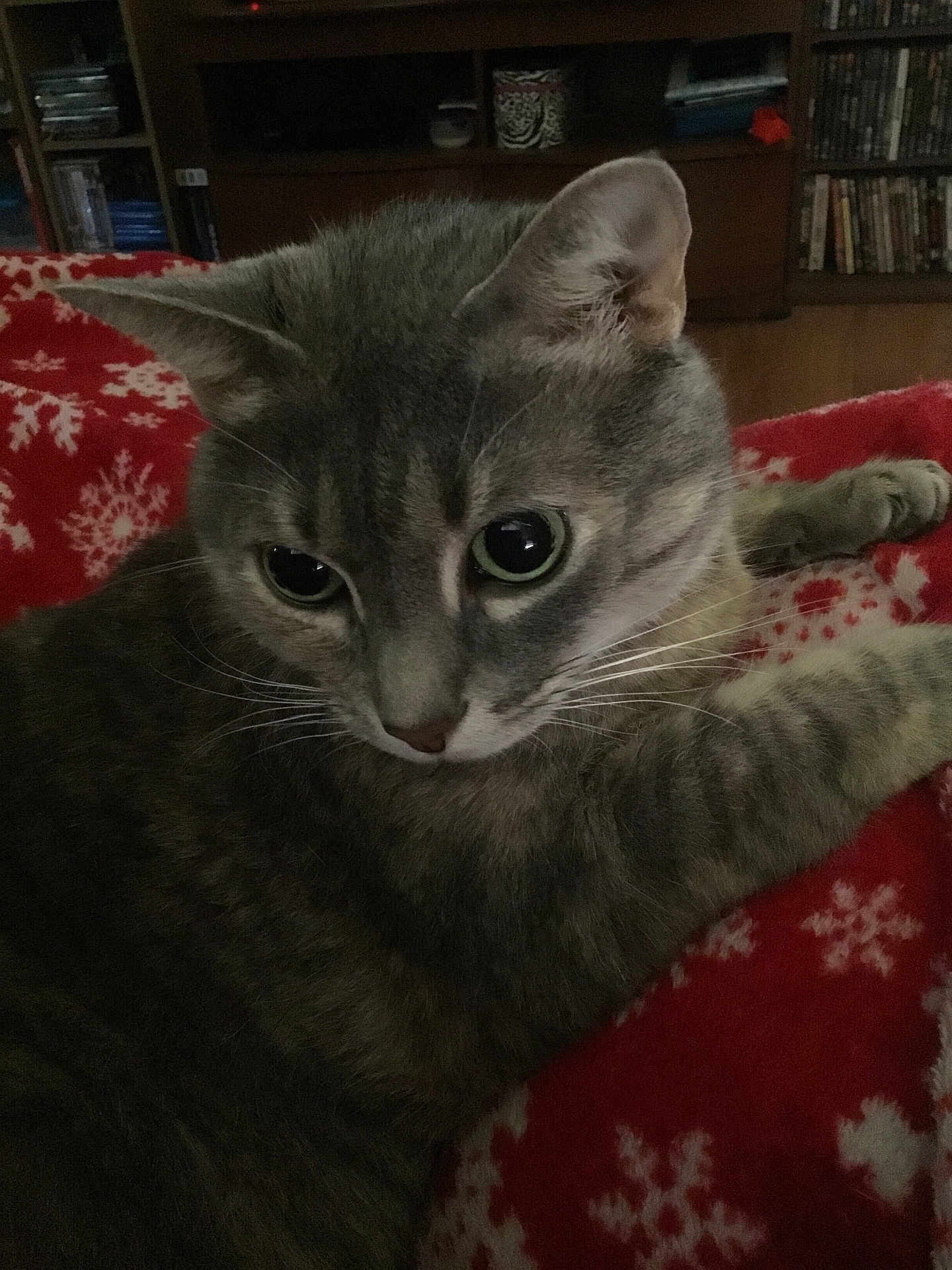 Twilight is registered to the contest to win money with this photo: cat, gray_tabby, close_up, eyes, whiskers, ears, paw, red_blanket, snowflake_pattern, furniture, bookshelf, dvd, wood_floor, indoor, pet, cozy, resting, curious, feline, domestic_cat