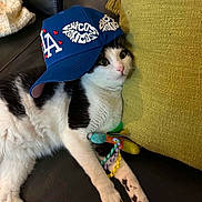 Milo is registered to the contest to win money with this photo: cat, black_and_white_cat, hat, baseball_cap, blue_hat, couch, leather_couch, green_cushion, toy, colorful_toy, ribbons, pet, indoor, close_up, cute, animal, relaxed, playful, wide_eyes, resting