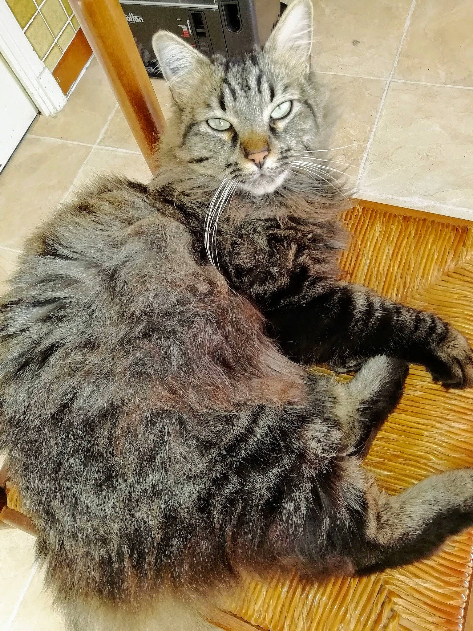 Keops a rejoint le concours — aidez-le/la à gagner de superbes lots ! box, carnivore, cat, claw, comfort, domestic_short_haired_cat, fawn, felidae, flooring, foot, fur, hardwood, nap, paw, small_to_medium_sized_cats, snout, tail, terrestrial_animal, whiskers, wood