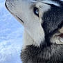 dog, husky, siberian_husky, snow, blue_eye, fur, close_up, profile, muzzle, nose, whiskers, portrait, animal, pet, outdoors, winter, cold, collar, attentive, looking_up