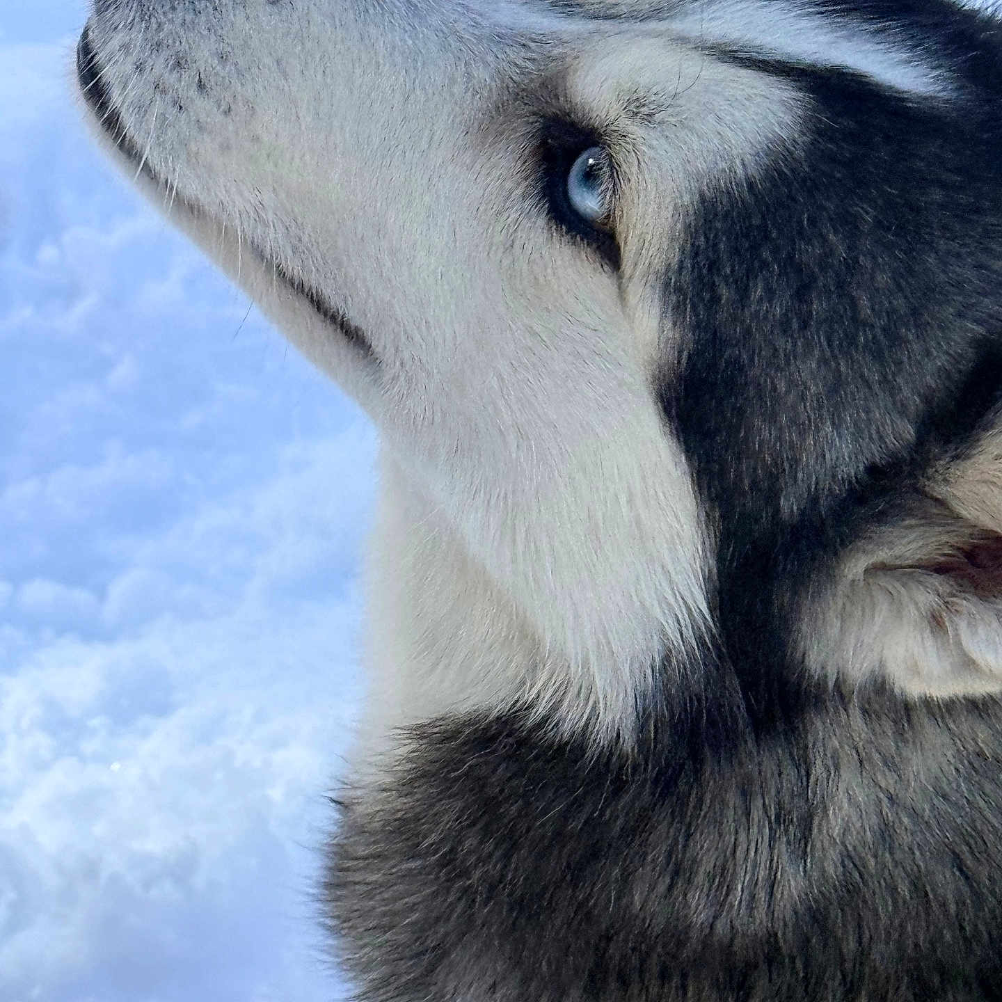 Kito joined the competition — help win amazing prizes! animal, attentive, blue_eye, close_up, cold, collar, dog, fur, husky, looking_up, muzzle, nose, outdoors, pet, portrait, profile, siberian_husky, snow, whiskers, winter