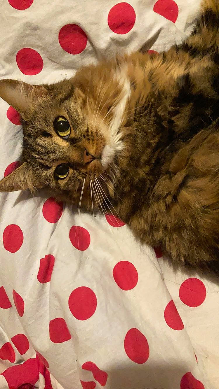 Nymeria participe au concours pour gagner de l'argent avec cette photo : bed, carnivore, cat, cat_bed, cat_supply, cat_toy, claw, comfort, domestic_short_haired_cat, fawn, felidae, fur, linens, pattern, paw, small_to_medium_sized_cats, snout, tail, whiskers