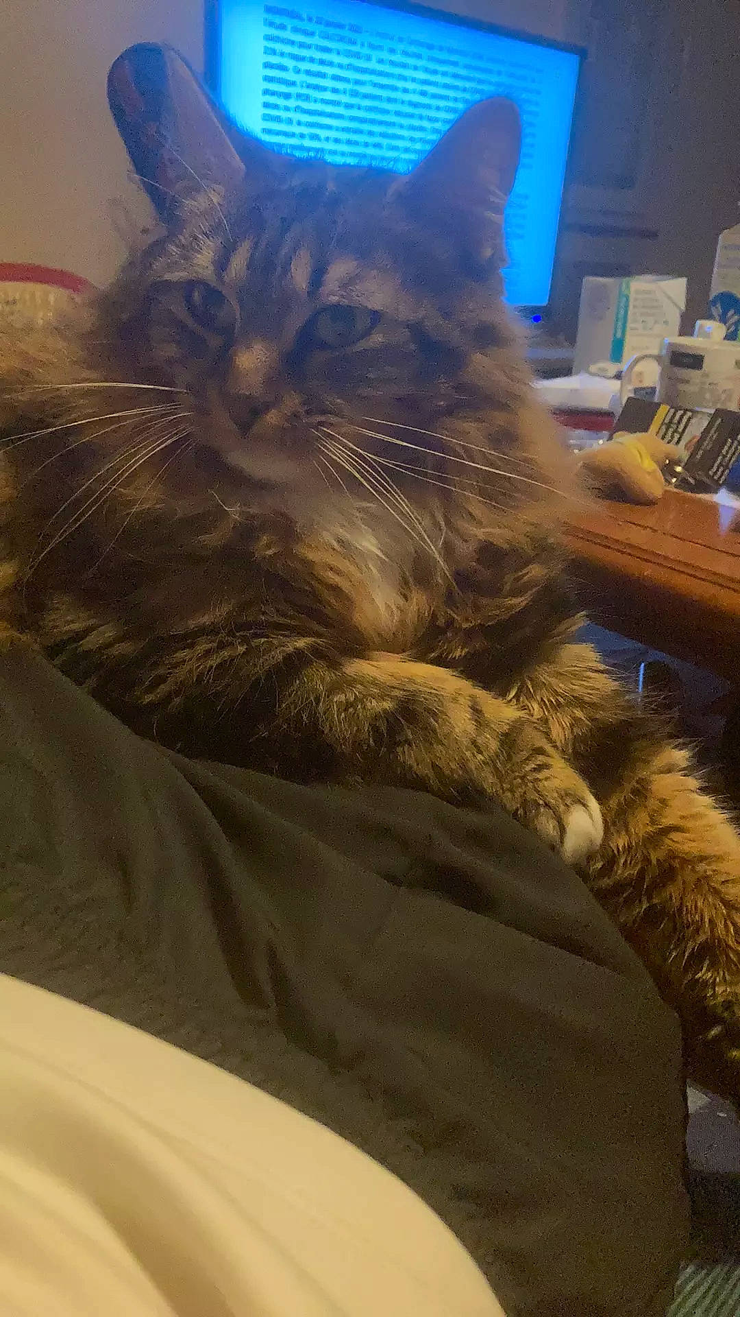 Nymeria a rejoint le concours — aidez-le/la à gagner de superbes lots ! bed, bedding, black_cat, carnivore, cat, comfort, desk, domestic_short_haired_cat, electric_blue, felidae, fur, linens, nap, paw, room, sleep, small_to_medium_sized_cats, tail, vertebrate, whiskers