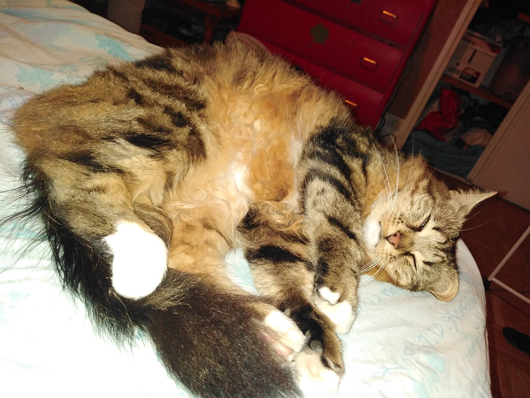 Nymeria participe au concours pour gagner de l'argent avec cette photo : cabinetry, carnivore, cat, chest_of_drawers, claw, comfort, cupboard, domestic_short_haired_cat, drawer, dresser, ear, eye, felidae, fur, nap, paw, small_to_medium_sized_cats, snout, tail, whiskers