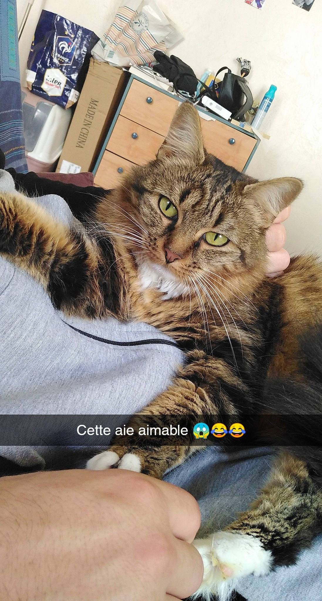 Nymeria participe au concours pour gagner de l'argent avec cette photo : box, cardboard, carnivore, carton, cat, claw, comfort, domestic_short_haired_cat, felidae, fur, gesture, nail, package_delivery, packaging_and_labeling, paw, photo_caption, shipping_box, small_to_medium_sized_cats, whiskers