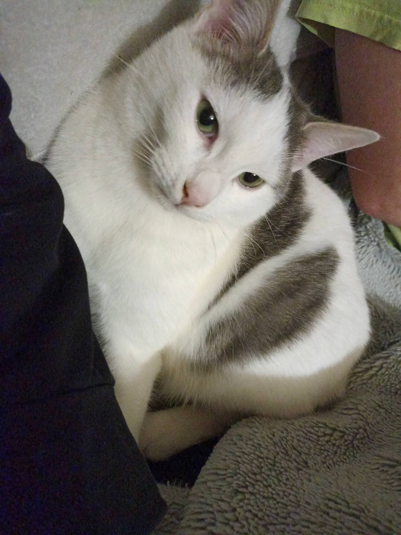 Thormund a rejoint le concours — aidez-le/la à gagner de superbes lots ! carnivore, cat, claw, comfort, domestic_short_haired_cat, ear, eye, felidae, fur, paw, small_to_medium_sized_cats, snout, tail, whiskers