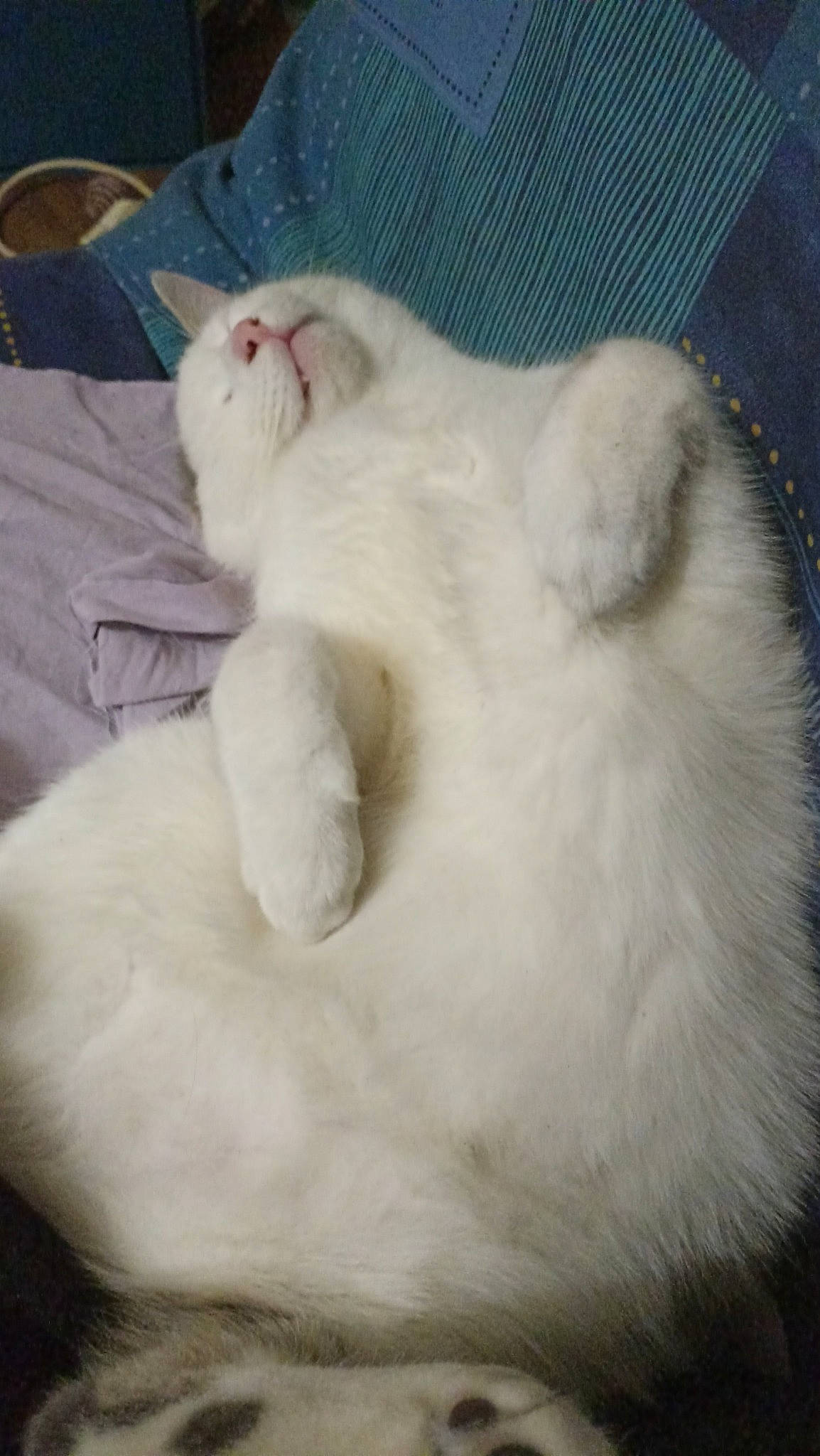 Thormund participe au concours pour gagner de l'argent avec cette photo : carnivore, cat, claw, comfort, domestic_short_haired_cat, fawn, felidae, fur, paw, small_to_medium_sized_cats, snout, tail, terrestrial_animal, whiskers, wool