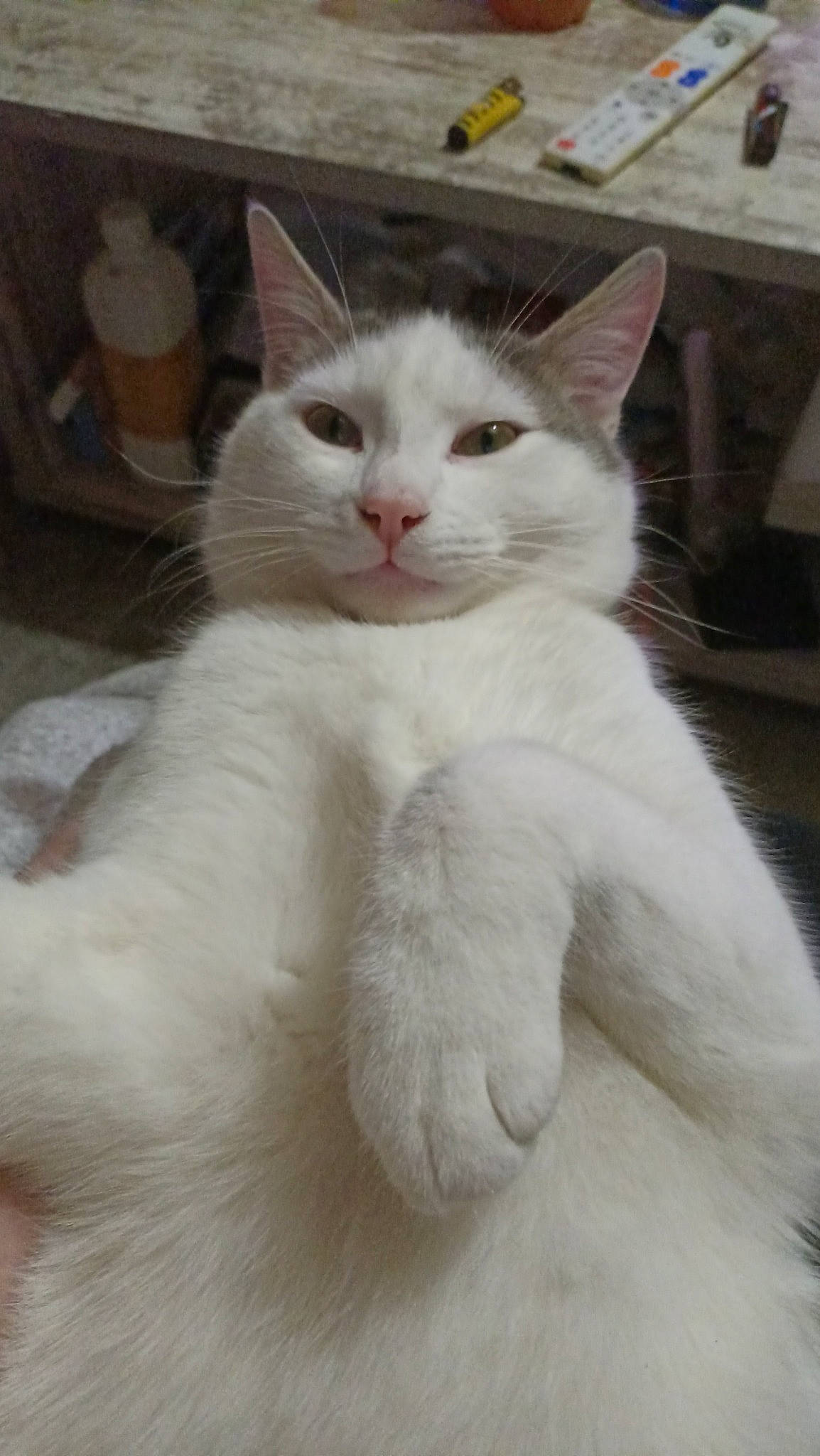 Thormund a rejoint le concours — aidez-le/la à gagner de superbes lots ! carnivore, cat, comfort, domestic_short_haired_cat, fawn, felidae, fur, paw, small_to_medium_sized_cats, snout, tail, whiskers