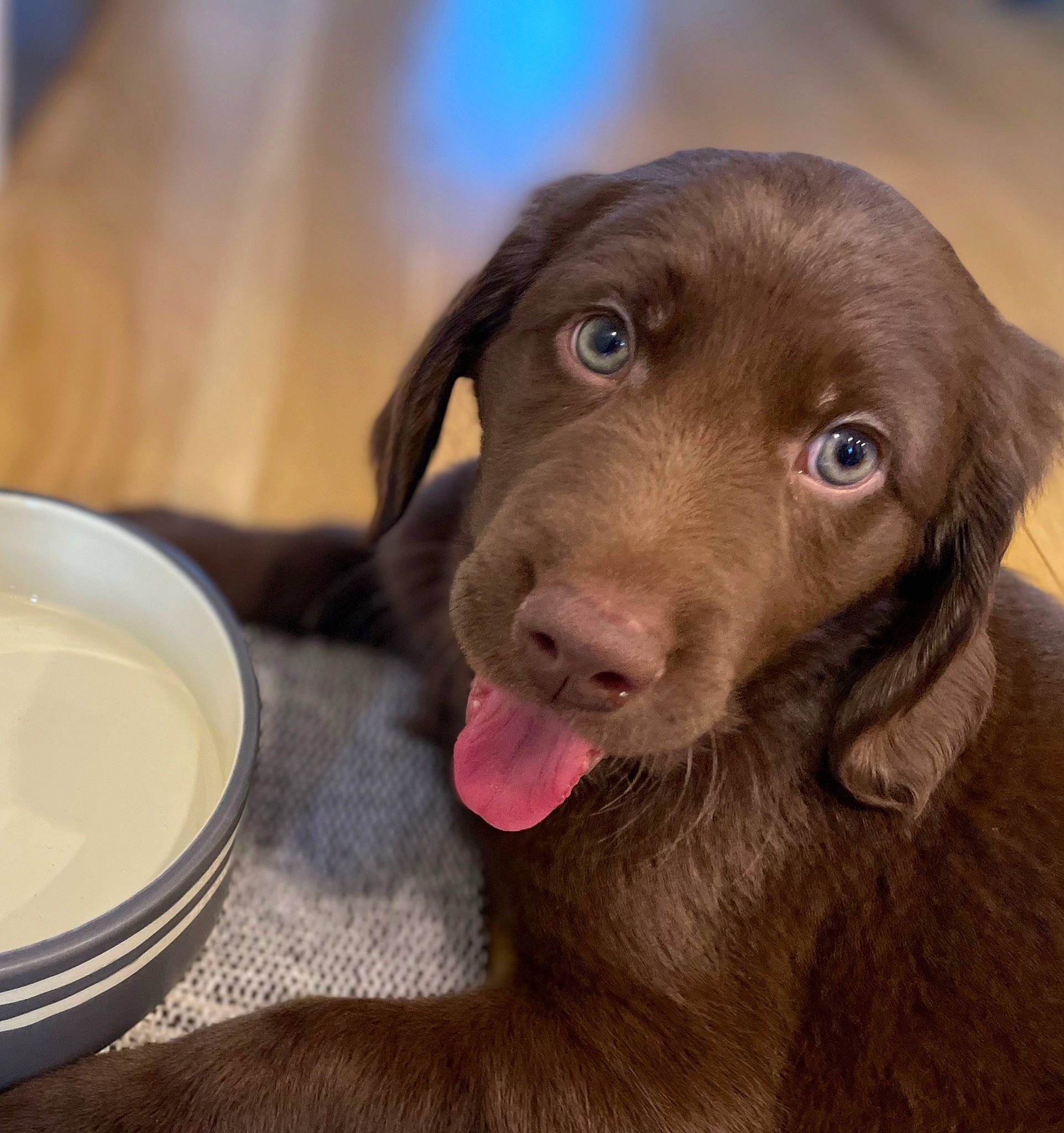 Rusty is registered to the contest to win money with this photo: borador, canidae, carnivore, companion_dog, dishware, dog, dog_breed, fawn, filmjolk, fur, gun_dog, ingredient, liver, pet_supply, porcelain, retriever, serveware, sporting_group, whiskers, working_animal