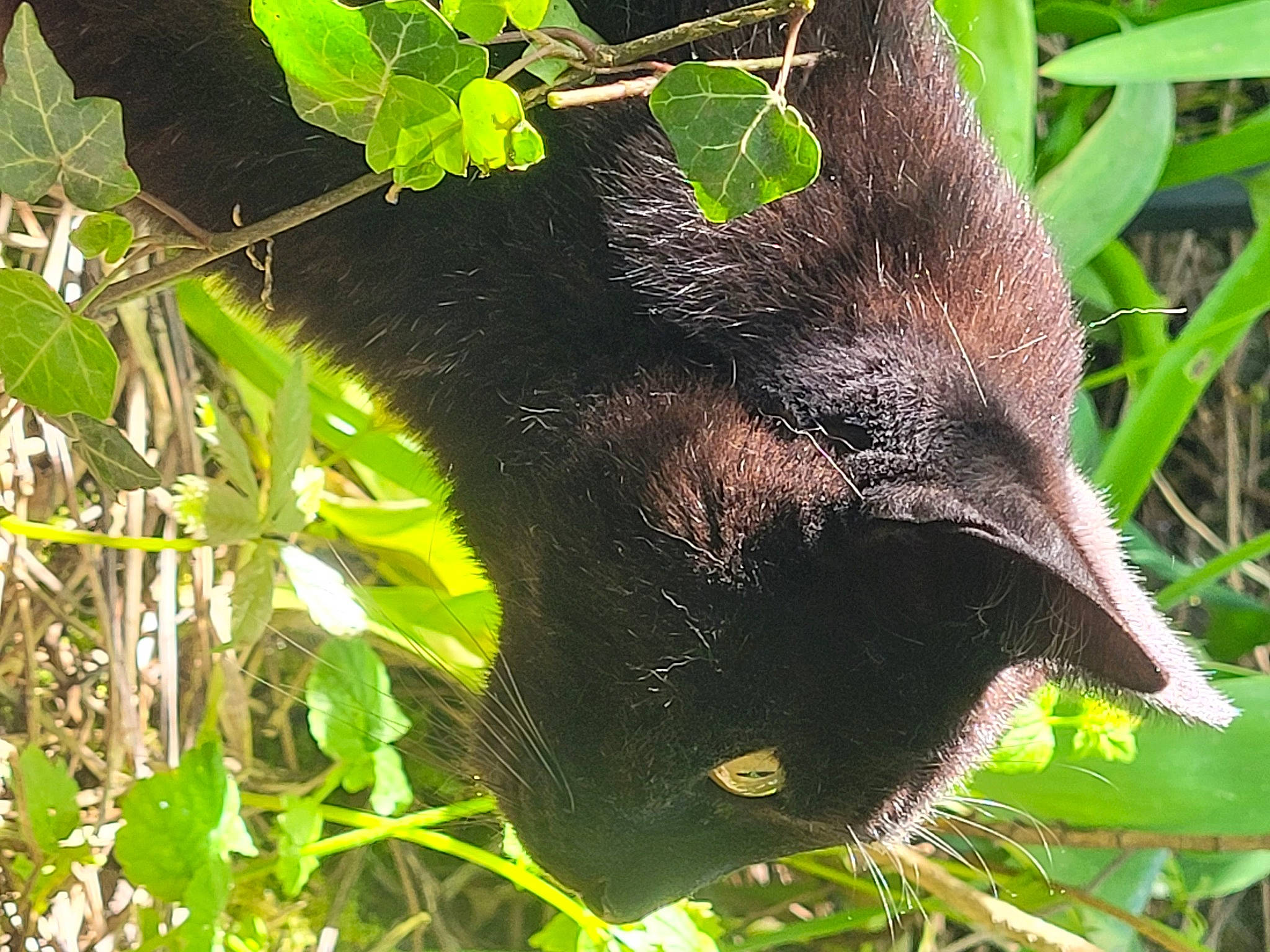 Shadow participe au concours pour gagner de l'argent avec cette photo : bat, botany, flowering_plant, grass, herbaceous_plant, jungle, plant, snout, terrestrial_animal, terrestrial_plant, wildlife