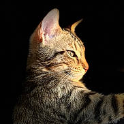 Néo a rejoint le concours — aidez-le/la à gagner de superbes lots ! cat, tabby, animal, pet, fur, whiskers, ear, face, profile, closeup, portrait, domestic_cat, hand, human, black_background, soft_light, indoor, calm, feline, resting