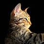 cat, tabby, animal, pet, fur, whiskers, ear, face, profile, closeup, portrait, domestic_cat, hand, human, black_background, soft_light, indoor, calm, feline, resting