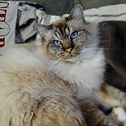 Simba a rejoint le concours — aidez-le/la à gagner de superbes lots !