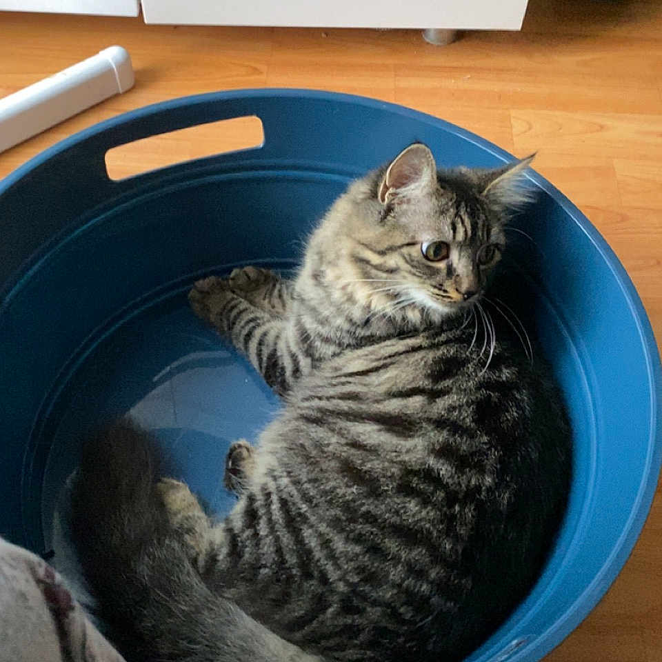 Kira a rejoint le concours — aidez-le/la à gagner de superbes lots ! abyssinian, animal, basket, bowl, bucket, cat, closet, cupboard, furniture, hardwood, indoors, kitten, laundry, manx, mixingbowl, person, pet, photography, sink, wood