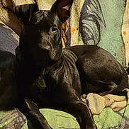 Shadow joined the competition — help win amazing prizes! animal, black_dog, blanket, canine, comfort, companion, cozy, cute, dog, domestic_animal, ear_up, fur, indoor, lounge, mammal, paw, pet, relaxing, resting, snout