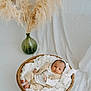 baby, basket, blanket, brown, cozy, cushion, fabric, fluffy, green_vase, infant, indoors, neutral_colors, pampas_grass, person, portrait, resting, soft_texture, white, woven, young_child