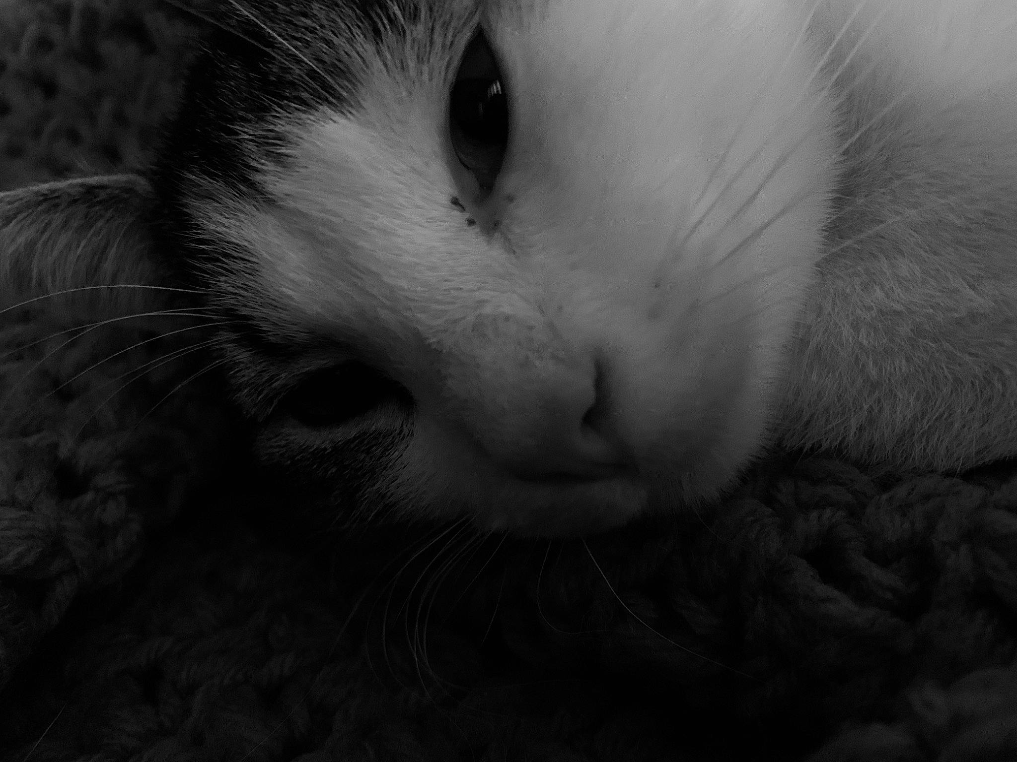 Pumpkin is registered to the contest to win money with this photo: black, black_and_white, carnivore, cat, close_up, eye, felidae, fur, kitten, monochrome, monochrome_photography, nose, photography, ragdoll, skin, sky, small_to_medium_sized_cats, snout, whiskers, white